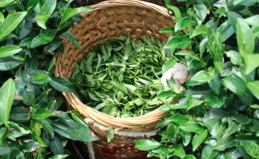 潮州茶叶及茶制品检测,茶叶及茶制品检测费用,茶叶及茶制品检测机构,茶叶及茶制品检测项目